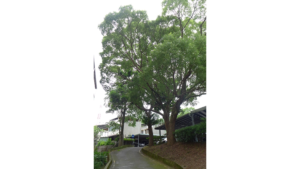 除了百年樟樹外，營運處也種植其他不同種 樹木多達30餘種，打造出城市中難得一見的 森林綠地，散步其中可以抒活緊繃的身心。